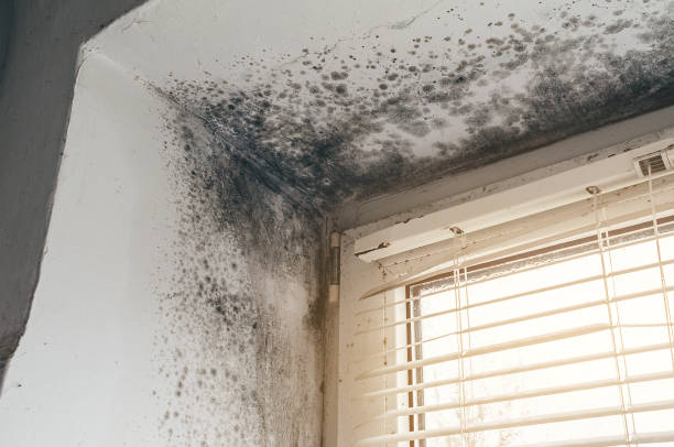 Affordable Attic Mold Remediation solutions in New Hope, MN